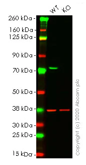 Western blot - Human FUS (TLS) knockout HEK-293T cell lysate (AB257100)