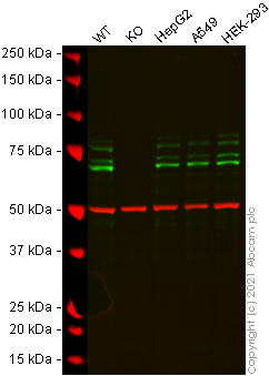 Western blot - Human FXR1 knockout HeLa cell line (AB264017)
