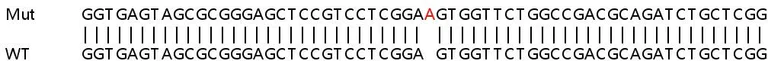 Sanger Sequencing - Human FZD2 (Frizzled 2) knockout HeLa cell lysate (AB258426)