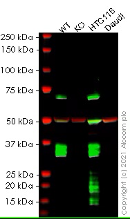 Western blot - Human FZD6 (Frizzled 6) knockout HeLa cell line (AB265280)
