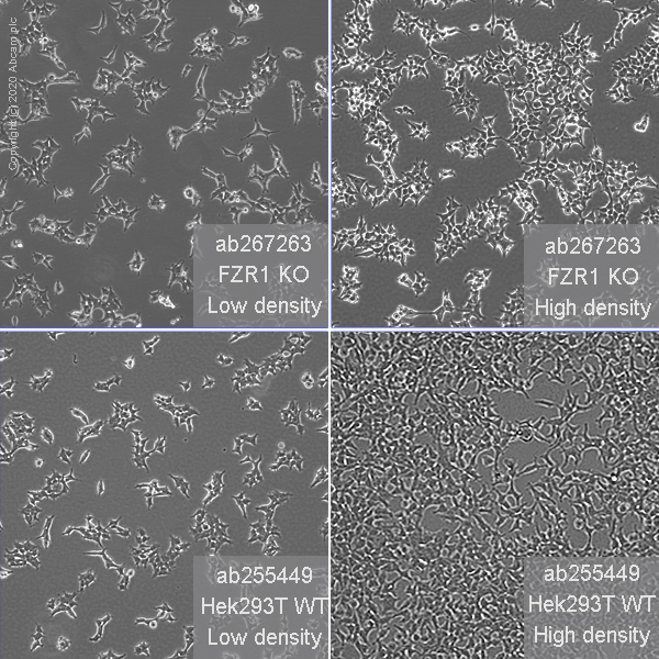 Cell Culture - Human FZR1 knockout HEK-293T cell line (AB267263), expandable thumbnail