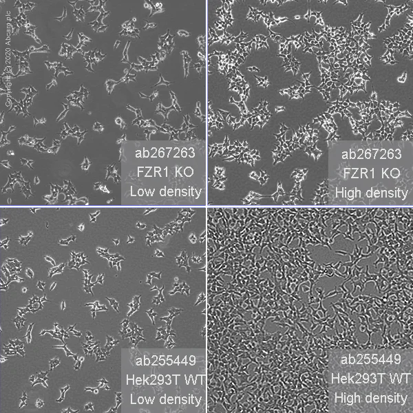 Cell Culture - Human FZR1 knockout HEK-293T cell line (AB267263)