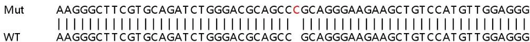 Sanger Sequencing - Human FZR1 knockout HEK-293T cell lysate (AB263208)
