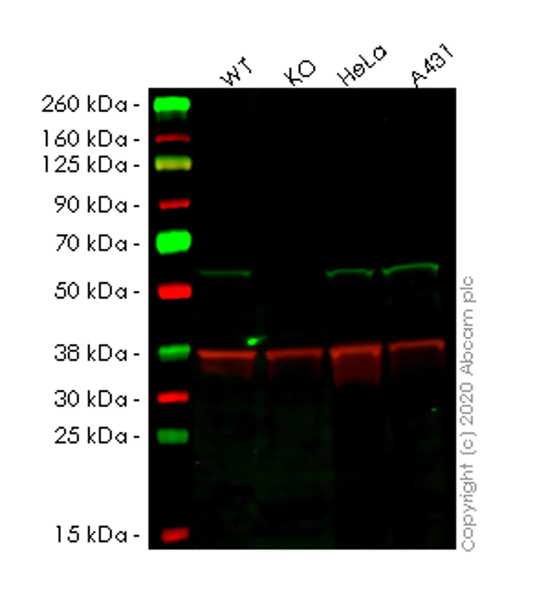 Western blot - Human FZR1 knockout HEK-293T cell lysate (AB263208)