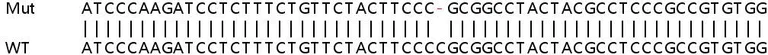 Sanger Sequencing - Human G6PC3 knockout HEK-293T cell lysate (AB258427)