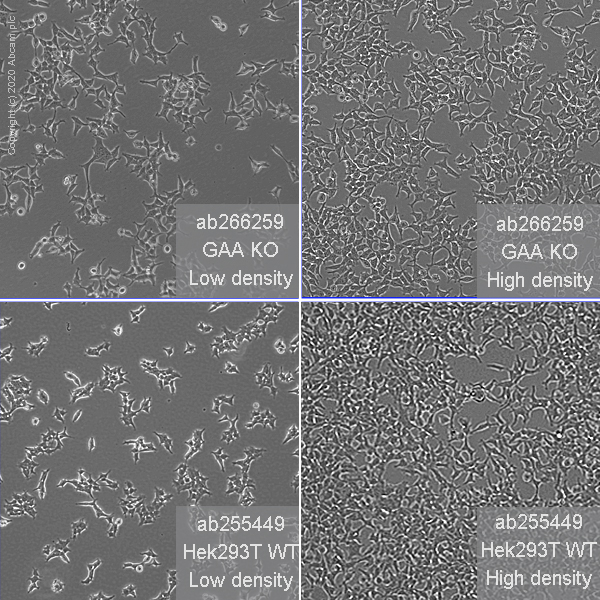 Cell Culture - Human GAA knockout HEK-293T cell line (AB266259), expandable thumbnail