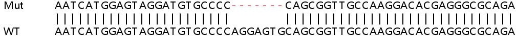 Sanger Sequencing - Human GAA knockout HEK-293T cell line (AB266259), expandable thumbnail