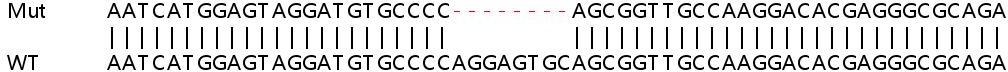 Sanger Sequencing - Human GAA knockout HEK-293T cell line (AB266259), expandable thumbnail
