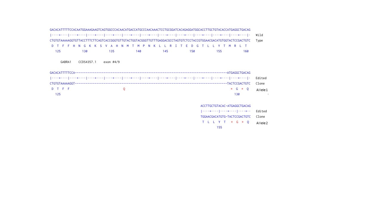 Human GABRA1 knockout U-87 MG cell line
