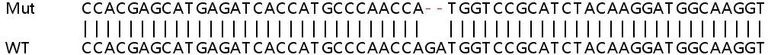 Sanger Sequencing - Human GABRE knockout HeLa cell line (AB265643)