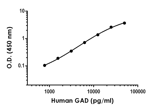 Sandwich ELISA - Human GAD67/GAD1 ELISA Kit (AB243677)