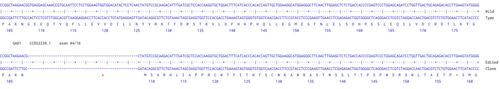 Human GAD67/GAD1 knockout A549 cell line