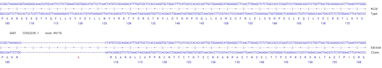 Next Generation Sequencing - Human GAD67/GAD1 knockout A549 cell line (AB300953)