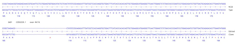 Next Generation Sequencing - Human GAD67/GAD1 knockout HCT116 cell line (AB300952)