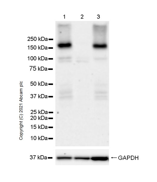 Western blot - Human GAK knockout HEK-293T cell line (AB266417), expandable thumbnail