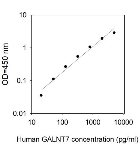 Sandwich ELISA - Human GALNT7 ELISA (AB313611)