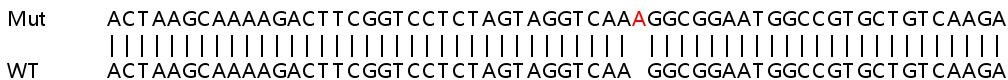Sanger Sequencing - Human GANAB knockout HeLa cell line (AB265445), expandable thumbnail