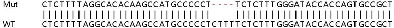 Sanger Sequencing - Human GANC knockout HeLa cell line (AB265096)