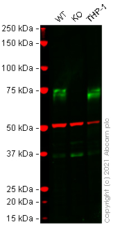 Western blot - Human GAS6 knockout HEK-293 cell lysate (AB275811), expandable thumbnail