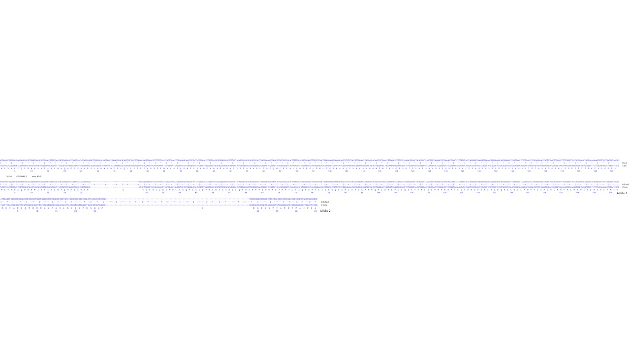 Human GATA2 knockout HCT116 cell line