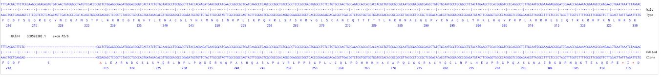 Next Generation Sequencing - Human GATA4 knockout HCT116 cell line (AB289127), expandable thumbnail