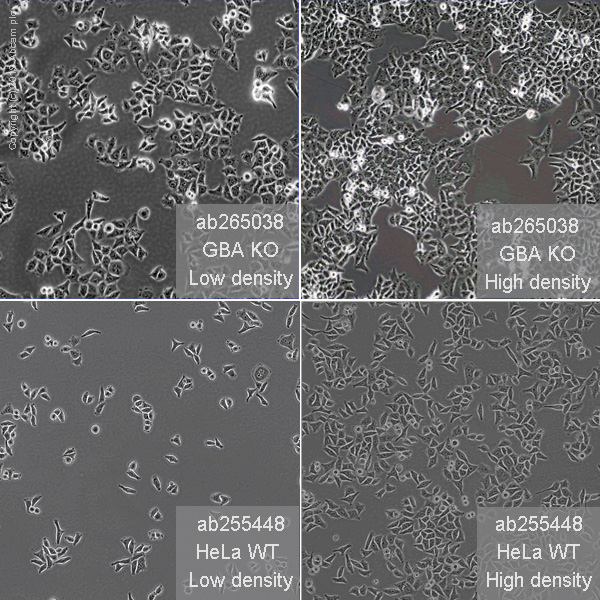 Human GBA knockout HeLa cell line (ab265038) | Abcam