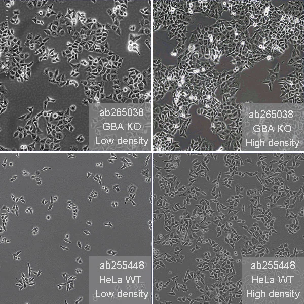 Cell Culture - Human GBA knockout HeLa cell line (AB265038)