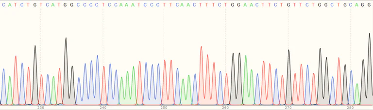 Sanger Sequencing - Human GBA knockout HeLa cell line (AB265038)