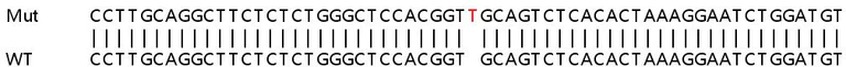 Sanger Sequencing - Human GBP1 knockout A549 cell lysate (AB257960)
