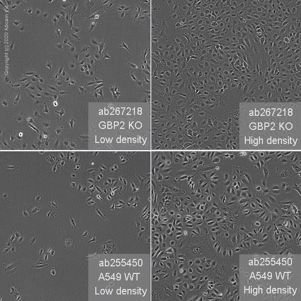 Cell Culture - Human GBP2 knockout A549 cell line (AB267218), expandable thumbnail