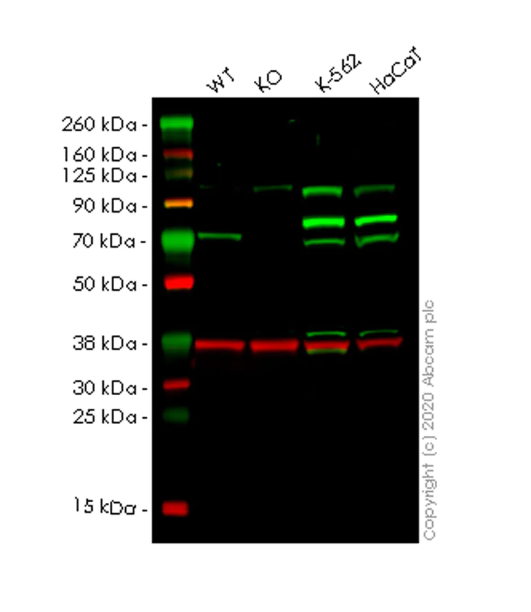 Western blot - Human GBP2 knockout A549 cell line (AB267218)