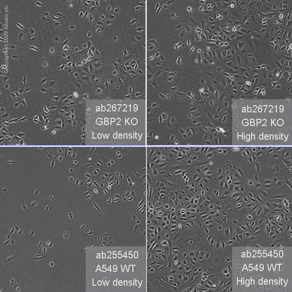 Cell Culture - Human GBP2 knockout A549 cell line (AB267219), expandable thumbnail