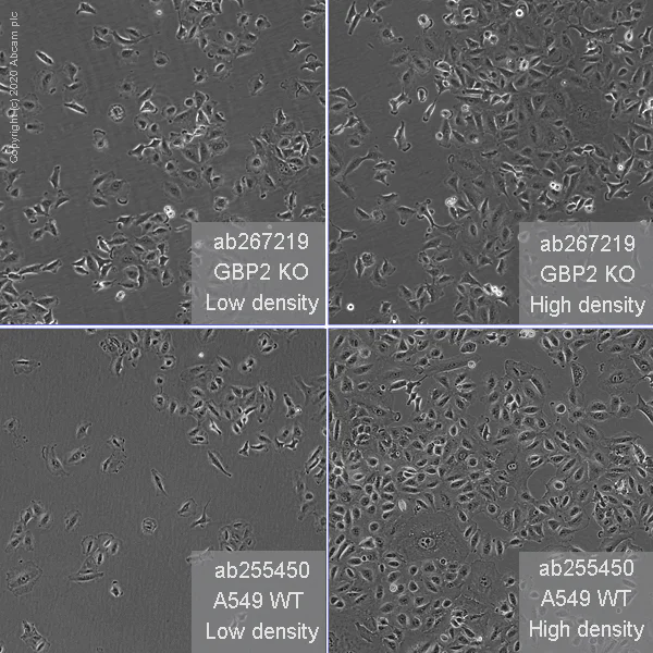 Cell Culture - Human GBP2 knockout A549 cell line (AB267219)