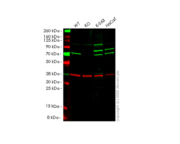 Western blot - Human GBP2 knockout A549 cell line (AB267219)