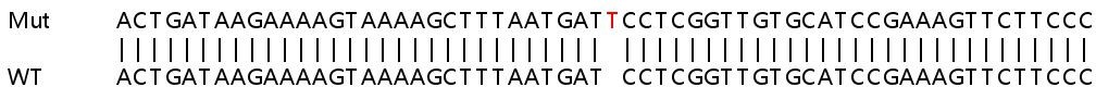 Sanger Sequencing - Human GBP2 knockout A549 cell lysate (AB257962), expandable thumbnail