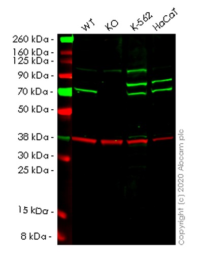 Western blot - Human GBP2 knockout A549 cell lysate (AB257963)