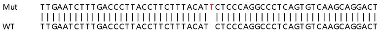 Sanger Sequencing - Human GBP3 knockout A549 cell lysate (AB258875)