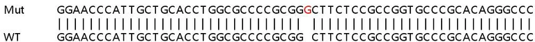 Sanger Sequencing - Human GCH1 knockout A549 cell line (AB267053)