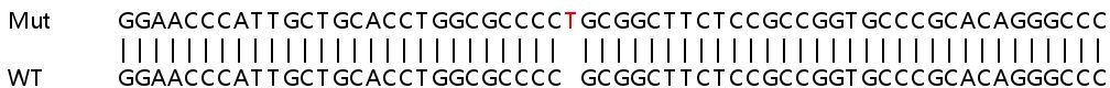 Human GCH1 knockout A549 cell lysate