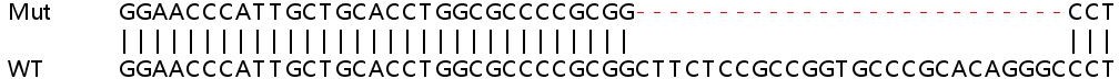 Sanger Sequencing - Human GCH1 knockout A549 cell lysate (AB258879)
