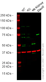 Western blot - Human GDA knockout HeLa cell lysate (AB258431)