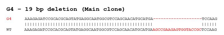 Sanger Sequencing - Human GFAP knockout SK-N-BE(2) cell line (AB280079)