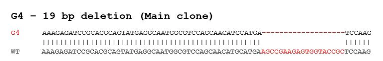 Sanger Sequencing - Human GFAP knockout SK-N-BE(2) cell line (AB280079)
