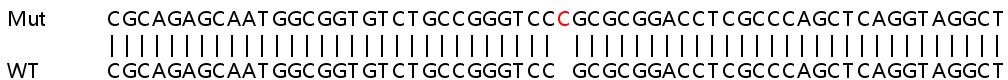 Sanger Sequencing - Human GGCX knockout HeLa cell lysate (AB258432), expandable thumbnail