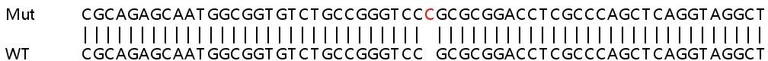 Sanger Sequencing - Human GGCX knockout HeLa cell lysate (AB258432)