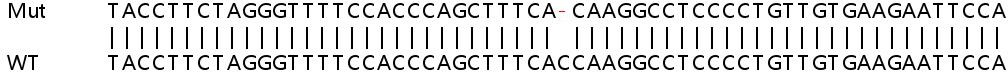 Human GHITM (MICS1) knockout HEK-293T cell line