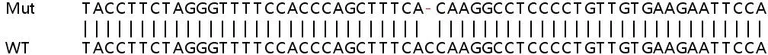 Sanger Sequencing - Human GHITM (MICS1) knockout HEK-293T cell line (AB266480)