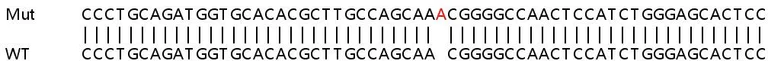 Sanger Sequencing - Human GIT1 knockout HeLa cell line (AB265230)
