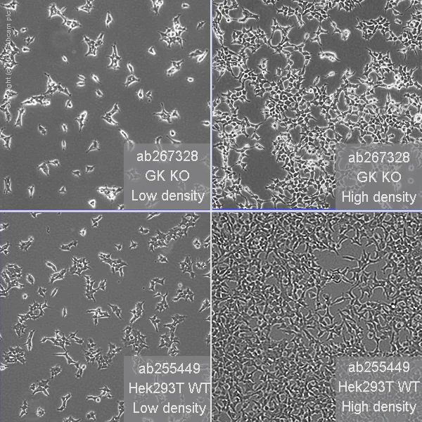 Cell Culture - Human GK (Glycerol kinase) knockout HEK-293T cell line (AB267328)