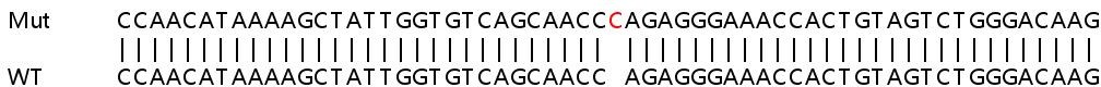 Sanger Sequencing - Human GK (Glycerol kinase) knockout HEK-293T cell lysate (AB257966), expandable thumbnail